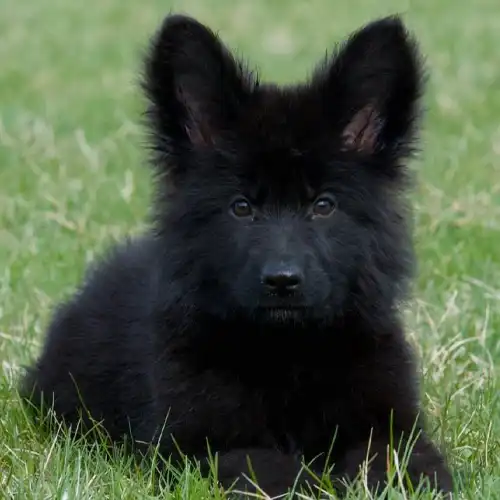 German shepherd 